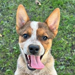 Girl 2 - Red speckled female Australian Cattle Dog puppy in Iowa from OverTime Cattle Dogs