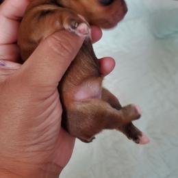 Yorkshire Terrier Puppies from Mama & I Yorkshire's