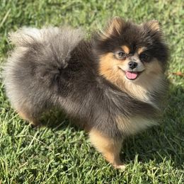 Legacy - Pomeranian