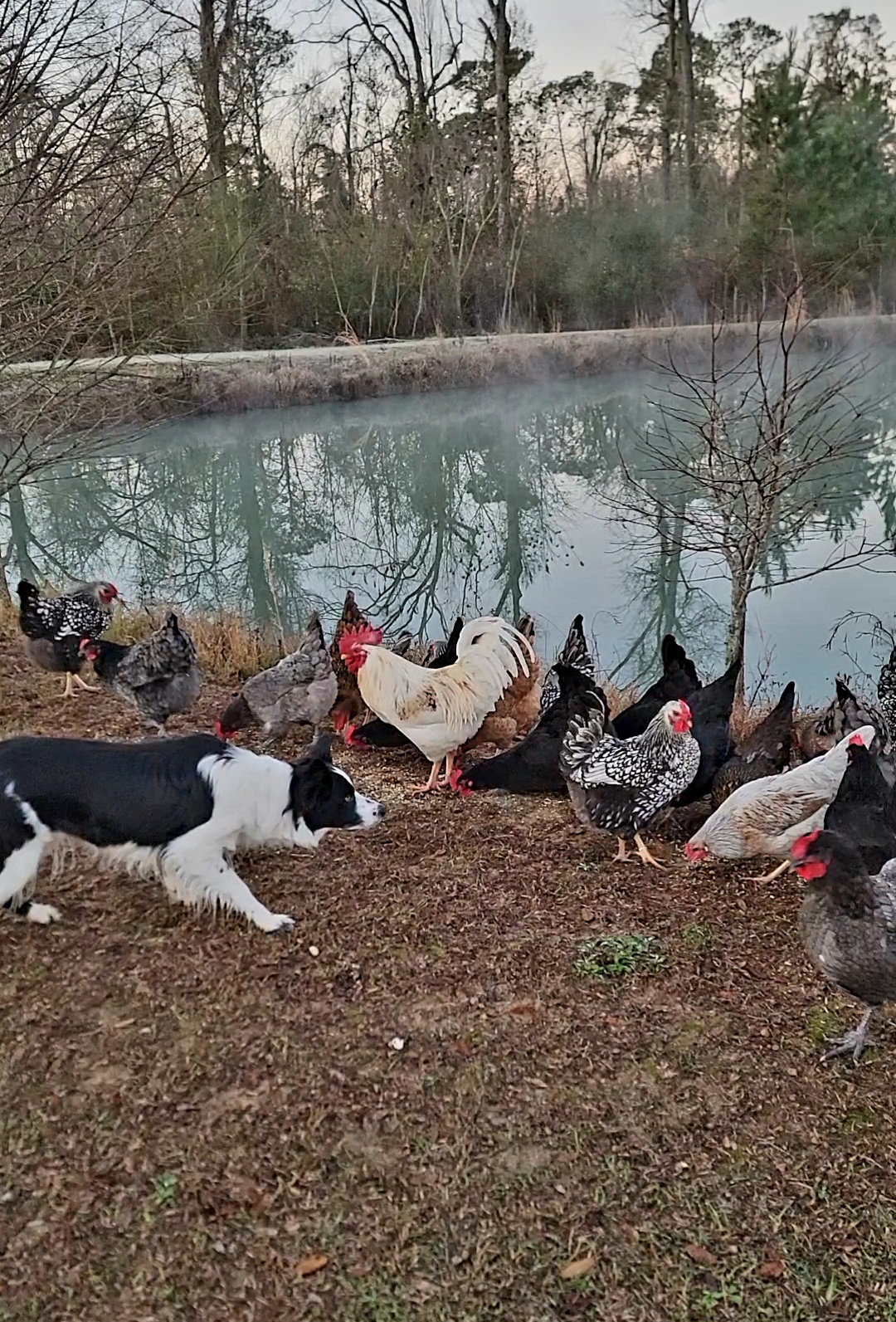 River - Border Collie