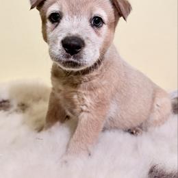 Yorkshire - Red speckled male Australian Cattle Dog puppy in Pierpont, Ohio from Spotted Ewe ACDs