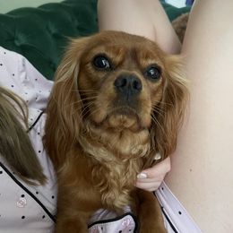 Cavalier King Charles Spaniel, Cavapoo, and Poodle Puppies from Melissa's East End Cavaliers