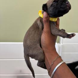 Mimosa - Fawn female Great Dane puppy in Marble Falls, Texas from Notorious Great Danes