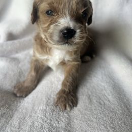 White Collar - Red female Cavapoo puppy in Powder Springs, Georgia from West Cobb Dogs