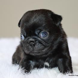 Waffles - Black female Pug puppy in Winnsboro, Texas from Southern pugs