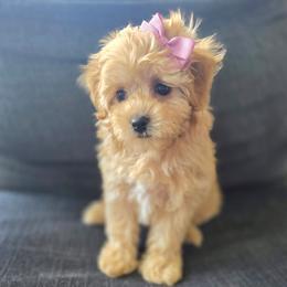 Penny - female Cavapoochon puppy in Bullard, Texas from Cavapoochon Central LLC