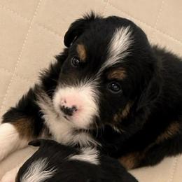 Buster - Black tri male Miniature Australian Shepherd puppy in Denair, California from CenCal Mini Aussies