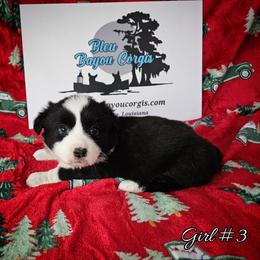 Girl 3 - Black and white female Cardigan Welsh Corgi puppy in Natchitoches. La, Louisiana from Bleu Bayou Corgis