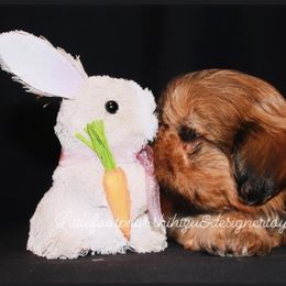 Snuggle - Red Shih Tzu puppy in Texas from Little Foot Paws 🐾