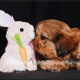 Snuggle - Red Shih Tzu puppy in Texas from Little Foot Paws 🐾
