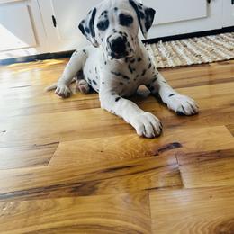 Black White Male - White and black male Dalmatian puppy in Fayette, Missouri from Lazy B Bassets and Dalmatians