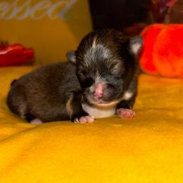 Bruno - Chocolate parti male Pomeranian puppy in Green Cove Springs, Florida from Natasha's Ark of Joy