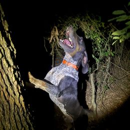 Banjo - Bluetick Coonhound