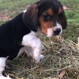Beagles from SOMO Beagles