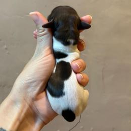 Boo - Piebald female Dachshund puppy in Mountain Home, Arkansas from The Teacup Homestead Miniature Dachshunds