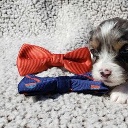 Versace - Blue merle Aussiedoodle puppy in Stockton, California from Family Doodles