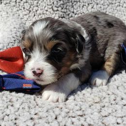 Versace - Blue merle Aussiedoodle puppy in Stockton, California from Family Doodles