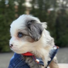Orlando, blue eyes - male Australian Mountain Doodle puppy in Washougal, Washington from Sandy Creek Bernedoodles