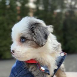 Orlando, blue eyes - male Australian Mountain Doodle puppy in Washougal, Washington from Sandy Creek Bernedoodles