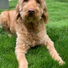 Beasley - Goldendoodle