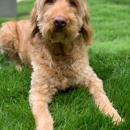 Beasley - Goldendoodle