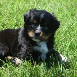 Boy 1 - Black tri-color male Australian Shepherd puppy in Nebraska from Our Barn Aussies