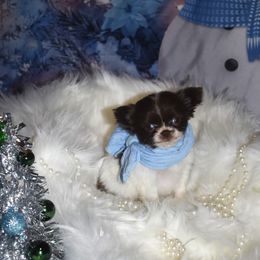 Talia - Chocolate and white female Chihuahua puppy in Gloucester, Virginia from Charlotte's Web of Chihuahuas