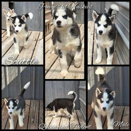 Scuttle - Black and white male Siberian Husky puppy in Bloomfield, Indiana from Paiges lil huskies