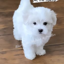 Maltese Puppies from Best Maltese & Toy Poodles