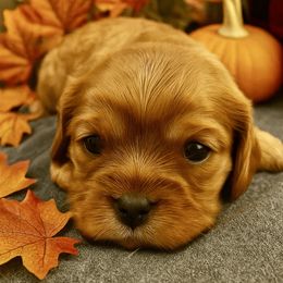 Girl 3 - Ruby female Cavalier King Charles Spaniel puppy in Ellisville, Mississippi from Malu Lani Cavaliers