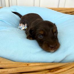 S'mores - Chocolate and tan male Dachshund puppy in Cave City, Kentucky from Mammoth Cave Dachshunds