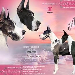 Great Danes from Megan Toeller