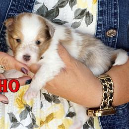 Nacho - Sable Merle Boy - Sable merle and white male Shetland Sheepdog puppy in Frazeysburg, Ohio from Mountain High Kennels