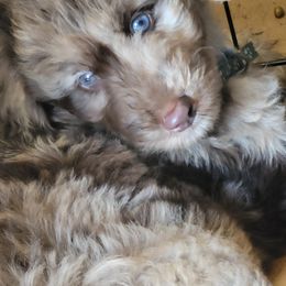 Aussiedoodle and Poodle Puppies from Waterford Doodle Farm