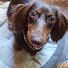 Dachshunds from Dippy Girl Doxies