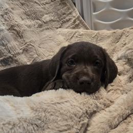 Boy 3 Gray  Collar - Chocolate male Labrador Retriever puppy in Vacaville, California from Mathew's Labradors