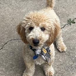 Einstein - Cream male Goldendoodle puppy in Wichita, Kansas from Goldendoodles of Oz