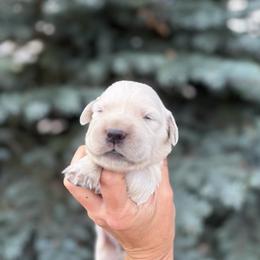 Boy 3 - Light golden male Golden Retriever puppy in Utah from Deseret Peak Goldens