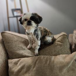 Bella - Tricolor female Shih Tzu puppy in Jenks, Oklahoma from Noble Shih Tzu