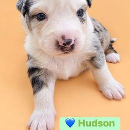 Hudson - Blue merle male Australian Shepherd puppy in Makanda, Illinois from S.I. Aussie