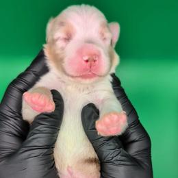 Jasmine3Girl2- RMF,NBT, blue eyes likely, CHIC-OFA-DNA-AKC Titled Parents - Red merle female Australian Shepherd puppy in South Hill, Virginia from Silverside Aussies LLC