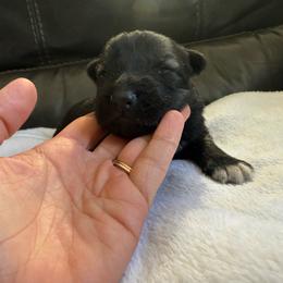 Girl 1 - Sable female German Shepherd puppy in Denver, Colorado from Morales Kennels