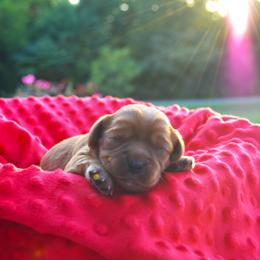 Cavalier King Charles Spaniel Puppies from Freeman's Royal Cavaliers
