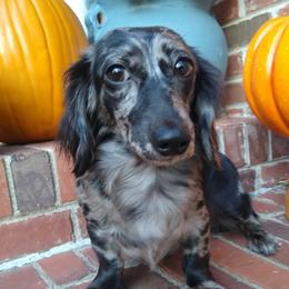 Piper - Dachshund