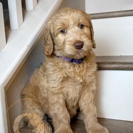 Blanche (purple collar) - Apricot female Goldendoodle puppy in Murrieta, California from Apricot Poodles & Goldendoodles, LLC