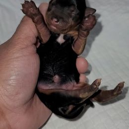 Girl 2 - Black and gold female Yorkshire Terrier puppy in Gilbert, Arizona from Yorkie Your Soulmate Puppy