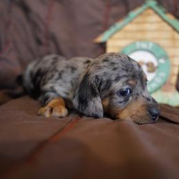 Lori Darlin - Dapple female Dachshund puppy in Quemado, New Mexico from TNT Dachshunds