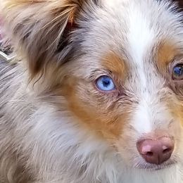 Sheepadoodles and Toy Australian Shepherds from Yvette Pendleton