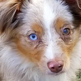 Sheepadoodles and Toy Australian Shepherds from Yvette Pendleton