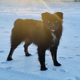 Bella - Australian Shepherd